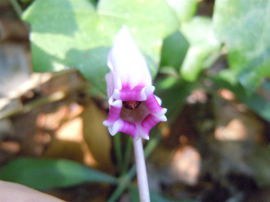 Cyclamen hederifolium